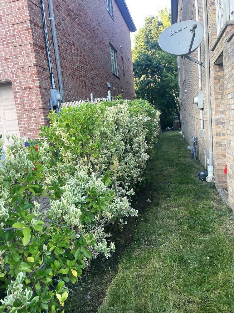 Same side yard cleared, trimmed, and maintained