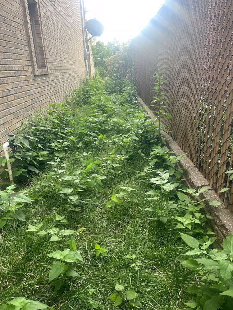 Overgrown weeds and grass along a narrow side yard