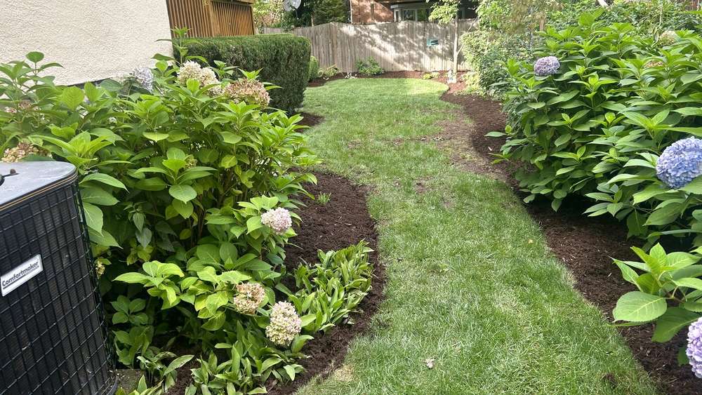 Manicured hydrangea garden bed and lawn path