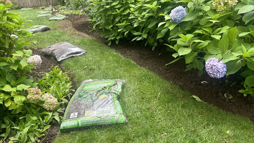 Fresh mulch bed around blooming hydrangeas